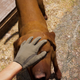 Image for article titled Fortnite's Dog Petting Sucks